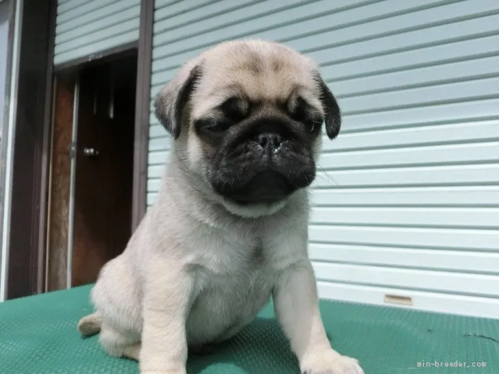 ID：2106-02427の子犬