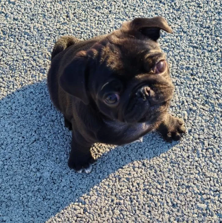 ID：2405-00500の子犬