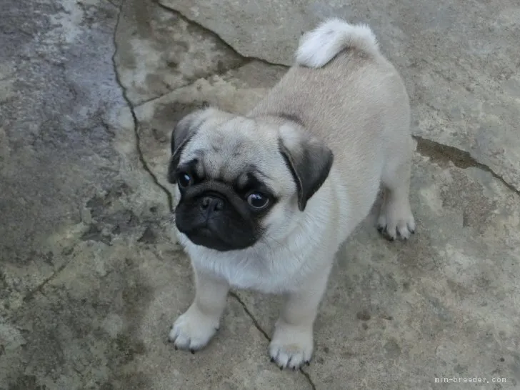 ID：1906-00339の子犬