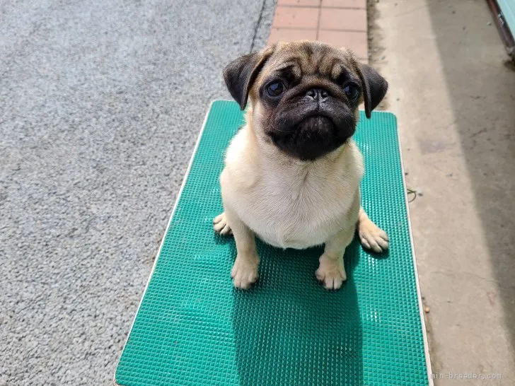 ID：2109-00520の子犬