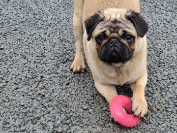 パグ【青森県・男の子・2021年8月7日・フォーン】の写真「クリアな男の子🍀」