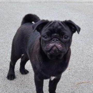 パグ【青森県・男の子・2024年2月23日・ブラック】の写真「お顔、かわいい🥰パグっ子」