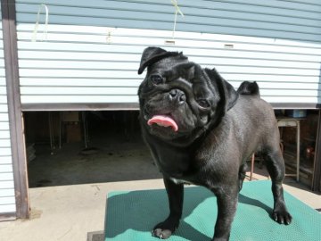 パグ【青森県・男の子・2017年8月5日・ブラック(黒)】の写真「明るく、元気な子♪」