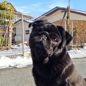 パグ【青森県・男の子・2023年6月16日・ブラック】の写真「毛あし短く、お顔の可愛い、バランスの良い子♪」