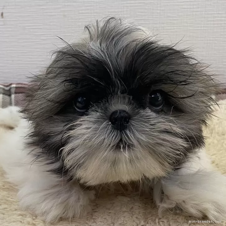 ID:2412-02956の子犬