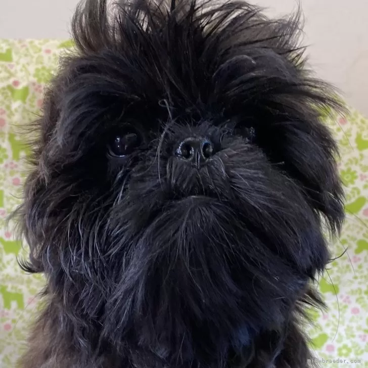ID:2408-03839の子犬