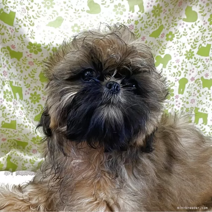 ID：2503-00014の子犬