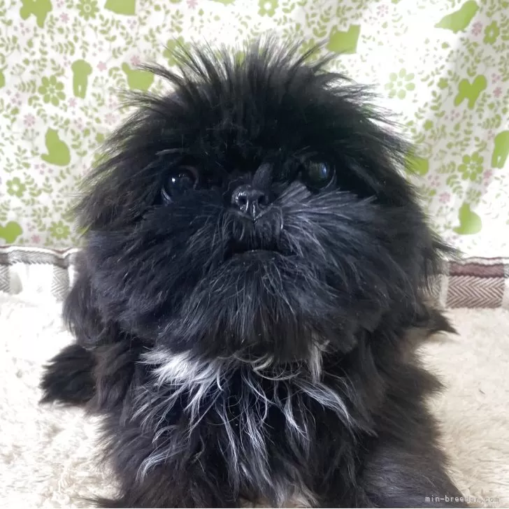 ID：2509-04740の子犬