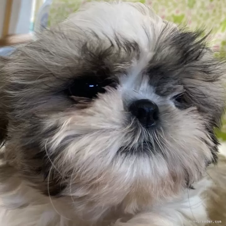 ID：2412-06243の子犬