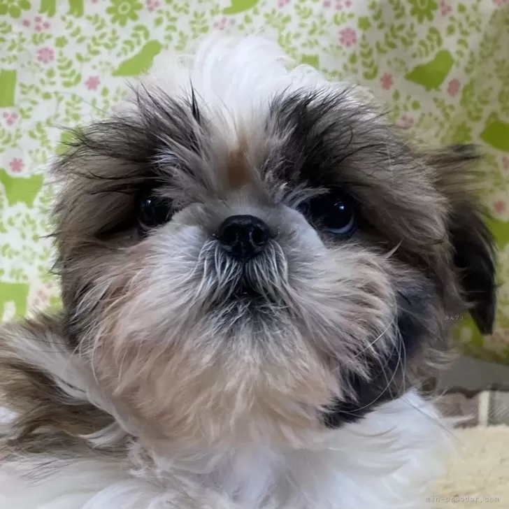 M.U 様のお迎えした子犬