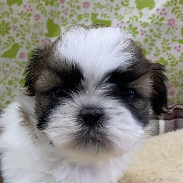ID:2412-01702の子犬