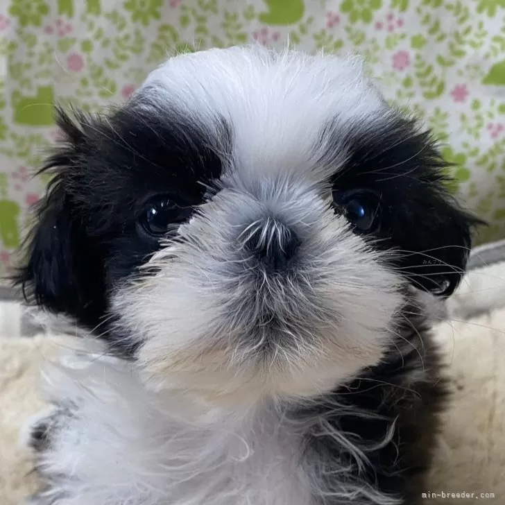 ID:2501-07457の子犬