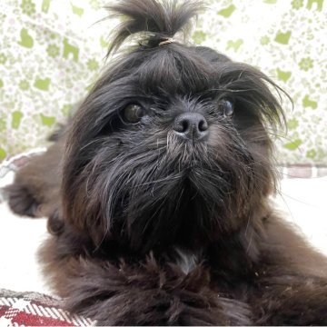 シーズー【三重県・男の子・2025年4月25日・ブラック】の写真「愛嬌あります」
