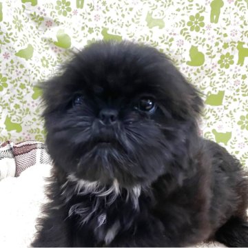 シーズー【三重県・女の子・2025年7月31日・ブラック】の写真「愛嬌あります」