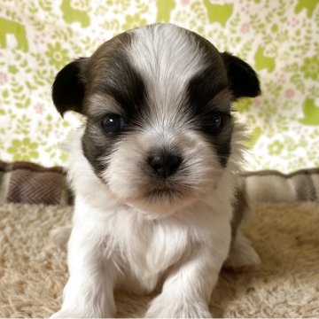 シーズー【三重県・男の子・2025年10月13日・ゴールド&ホワイト】の写真「愛嬌あります」