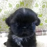 シーズー