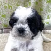 シーズー