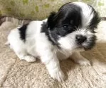 シーズー【三重県・男の子・2025年11月11日・ブラック&ホワイト】の写真4