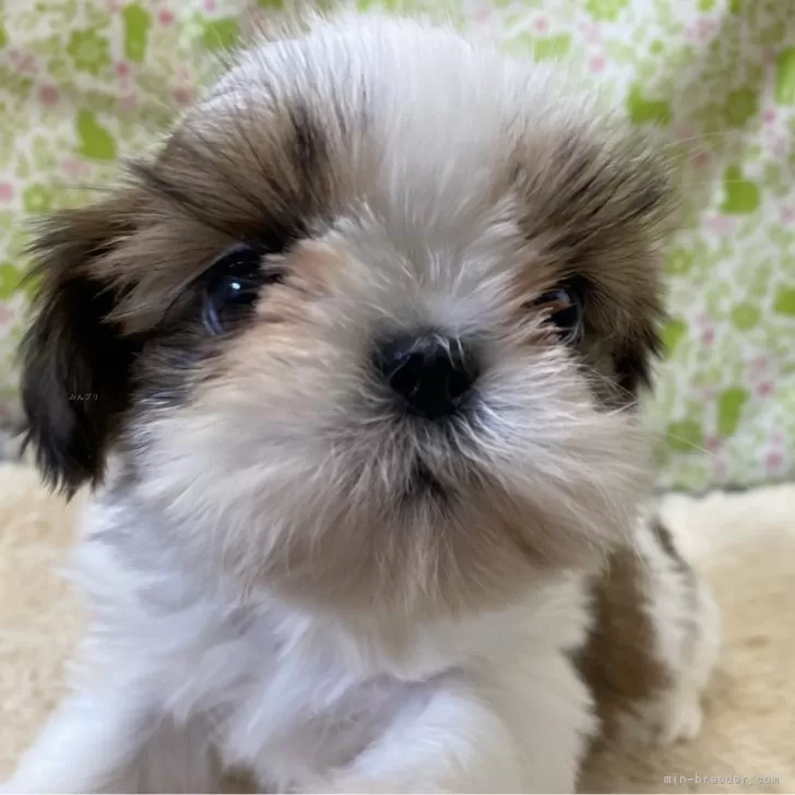 ID:2401-00703の子犬