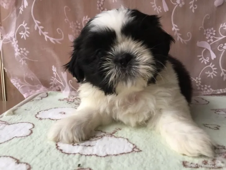 ID:1806-00686の子犬