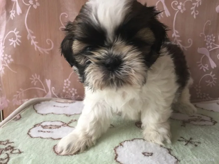 ID:1805-01164の子犬