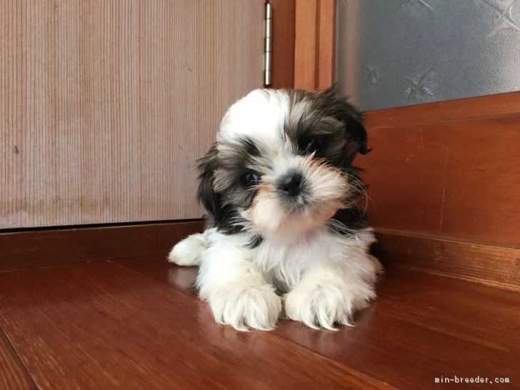 ID:1710-02595の子犬