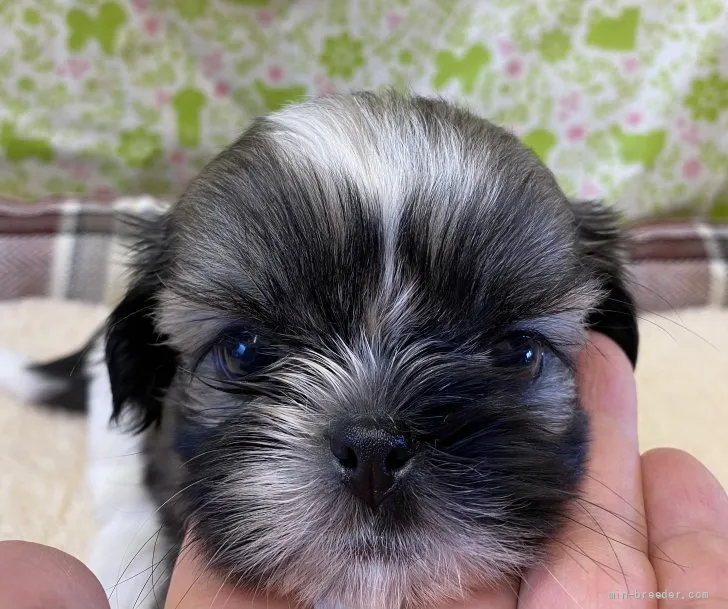 N.Y 様のお迎えした子犬