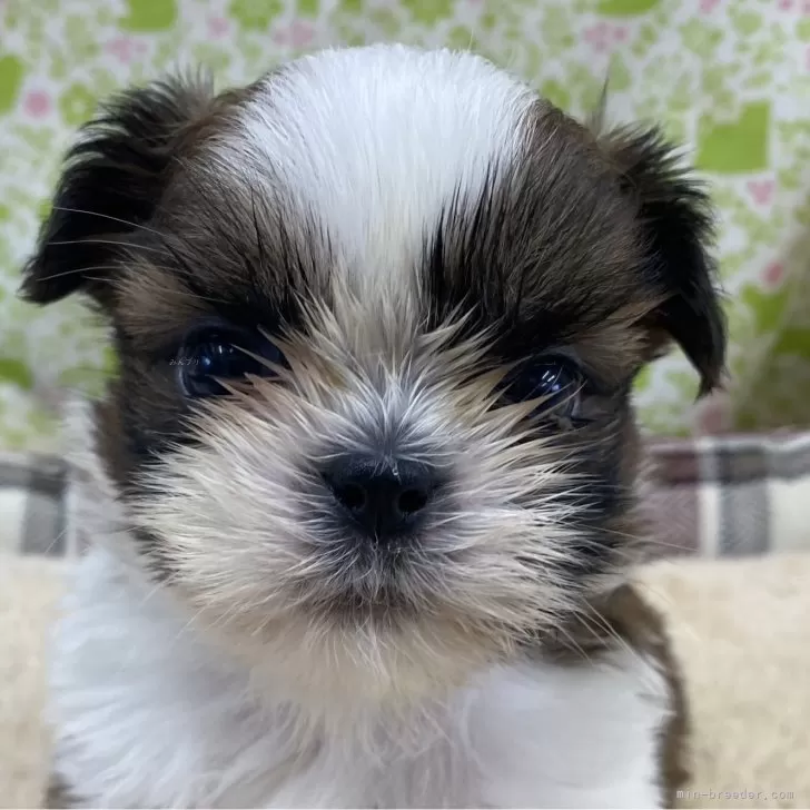 ID:2401-00704の子犬