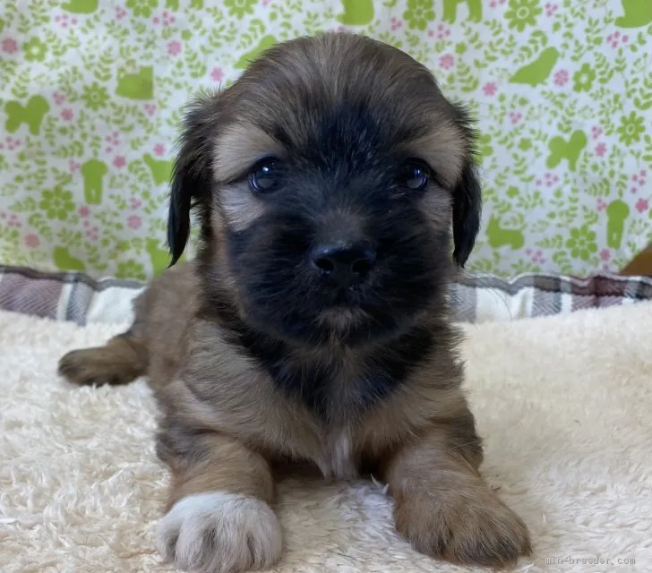 まどれいぬ 様のお迎えした子犬