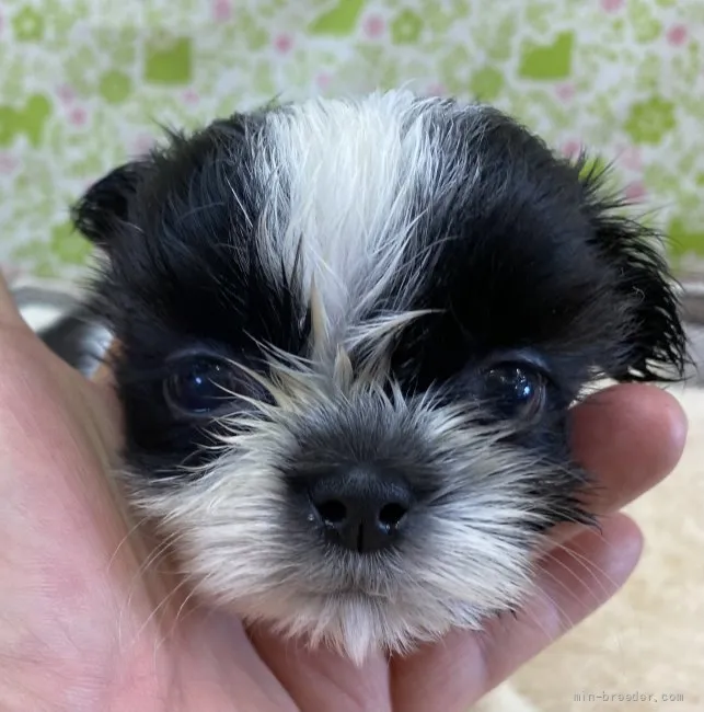 ID:2108-03583の子犬