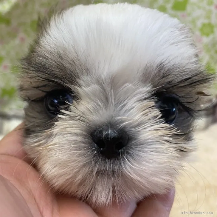 ID:2306-00738の子犬