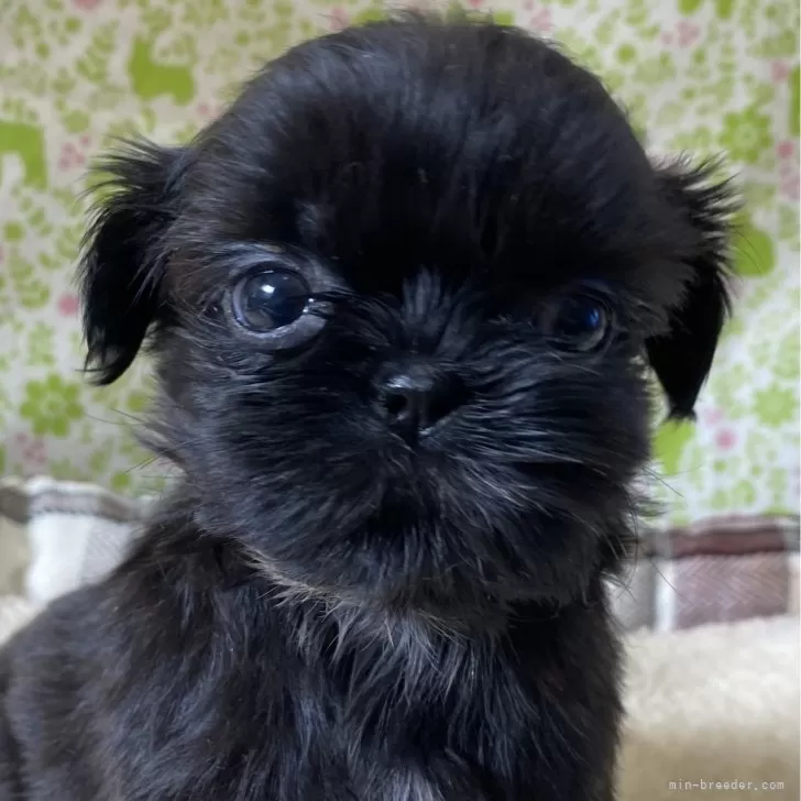 ID:2402-03718の子犬