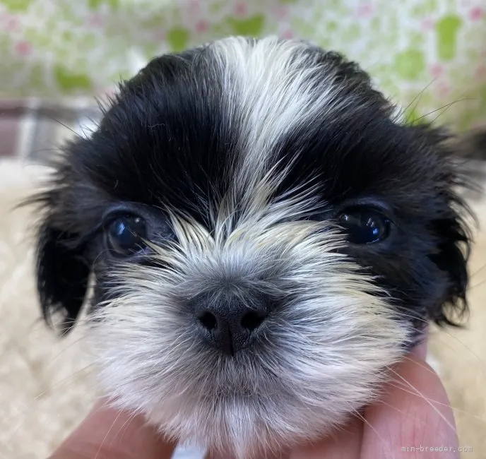 ID:2108-03584の子犬