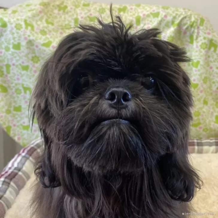 ID:2404-02954の子犬