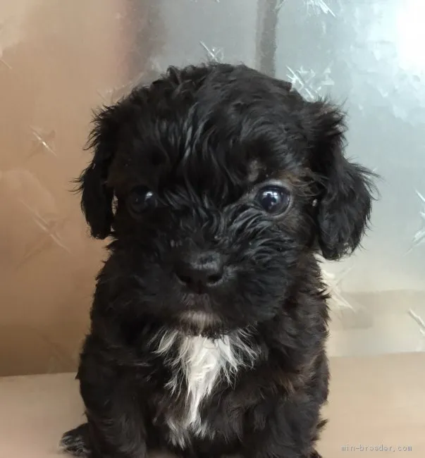 A.S 様のお迎えした子犬