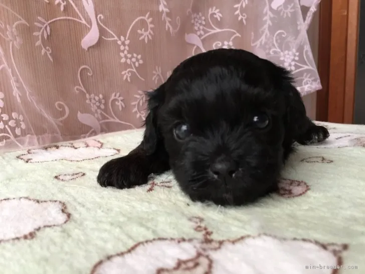 ID:1807-00397の子犬
