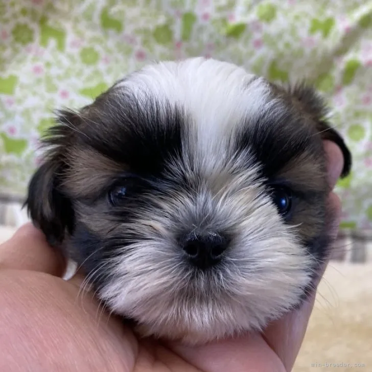 ID：2303-03489の子犬