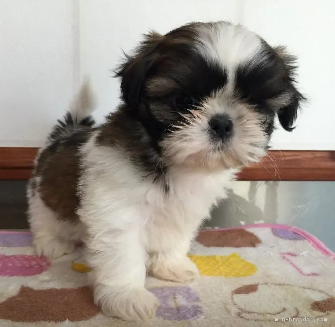 ID:1902-02266の子犬