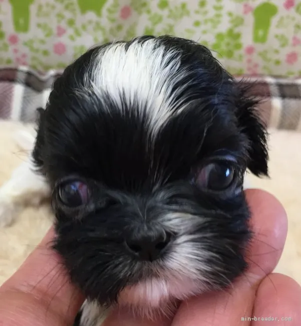 ID:2010-01235の子犬