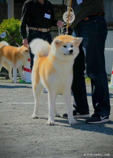 当犬舎作出犬です。牝です。｜福井　伸一(ふくい　しんいち)ブリーダー(愛知県・秋田犬・JKC/秋田犬保存会登録)の紹介写真1