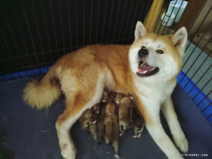福井伸一ブリーダーのブログ：秋田犬の子犬が生まれました。