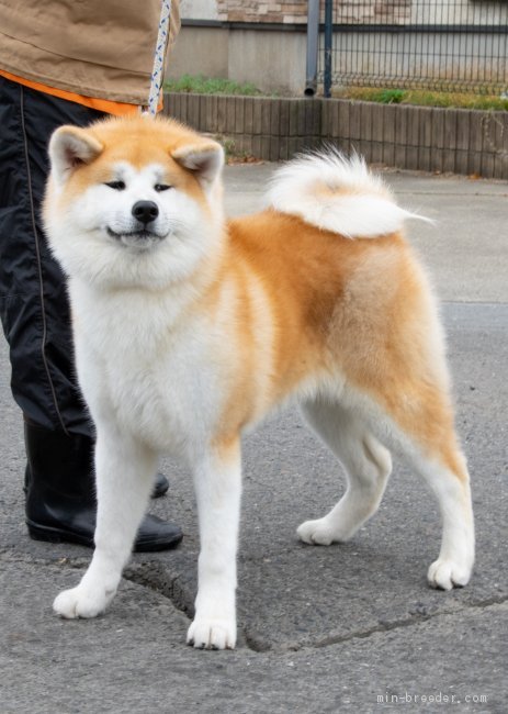受賞犬紹介 みんなのブリーダー 受賞犬紹介 みんなのブリーダー