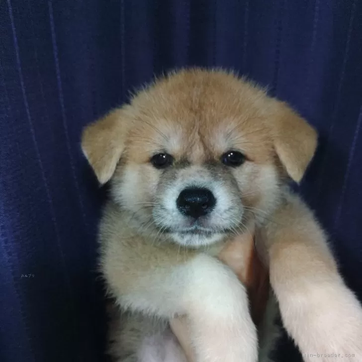 ID：2506-08169の子犬
