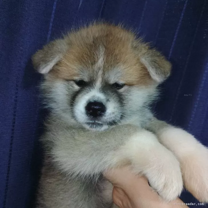 ID：2506-01778の子犬