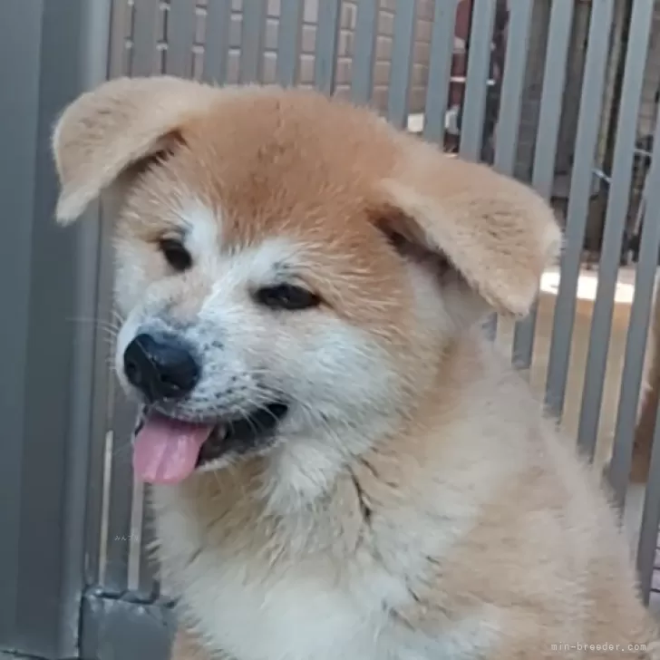 M.S 様のお迎えした子犬