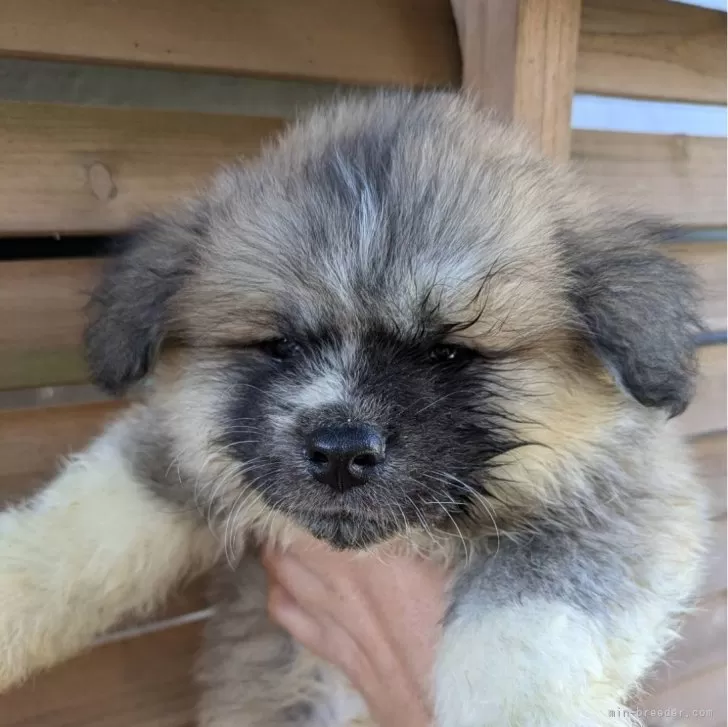 ID：2412-02536の子犬