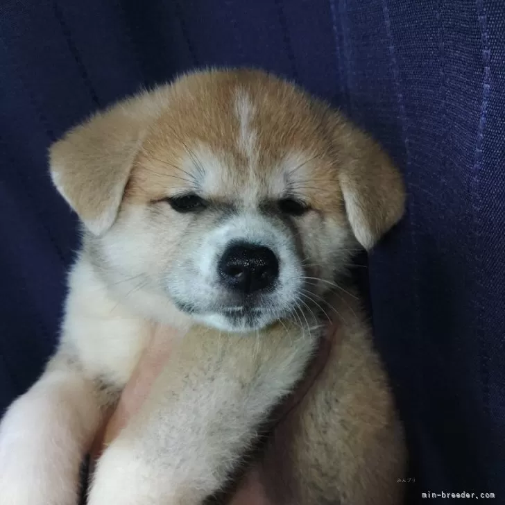 ID：2506-05219の子犬