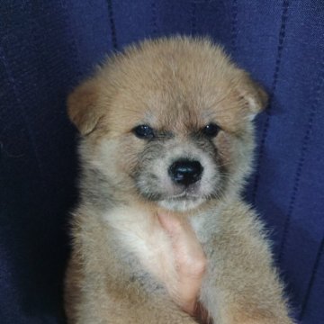 秋田犬【愛知県・男の子・2025年5月20日・赤毛】の写真「秋田犬赤毛の男の子」