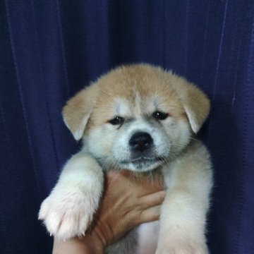 秋田犬【愛知県・女の子・2025年5月3日・赤毛】の写真「可愛いお顔をした女の子」