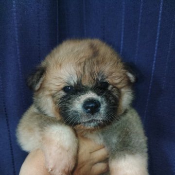 秋田犬【愛知県・女の子・2025年5月20日・赤毛 長毛タイプ】の写真「長毛タイプの女の子」